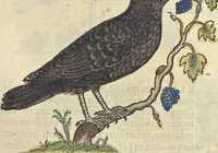 Picture 242 of 291 from L'histoire de la natvre des oyseavx : avec levrs descriptions, & naïfs portraicts retirez du natvrel, escrite en sept livres (1555), leaf 352
