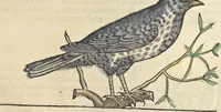 An illustration from L'histoire de la natvre des oyseavx : avec levrs descriptions, & naïfs portraicts retirez du natvrel, escrite en sept livres (1555)