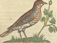 An illustration from L'histoire de la natvre des oyseavx : avec levrs descriptions, & naïfs portraicts retirez du natvrel, escrite en sept livres (1555)