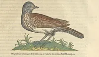 An illustration from L'histoire de la natvre des oyseavx : avec levrs descriptions, & naïfs portraicts retirez du natvrel, escrite en sept livres (1555)