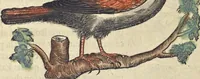 An illustration from L'histoire de la natvre des oyseavx : avec levrs descriptions, & naïfs portraicts retirez du natvrel, escrite en sept livres (1555)