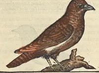 An illustration from L'histoire de la natvre des oyseavx : avec levrs descriptions, & naïfs portraicts retirez du natvrel, escrite en sept livres (1555)