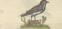 An illustration from L'histoire de la natvre des oyseavx : avec levrs descriptions, & naïfs portraicts retirez du natvrel, escrite en sept livres (1555)