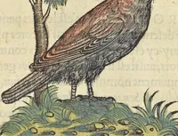 An illustration from L'histoire de la natvre des oyseavx : avec levrs descriptions, & naïfs portraicts retirez du natvrel, escrite en sept livres (1555)
