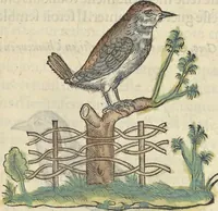An illustration from L'histoire de la natvre des oyseavx : avec levrs descriptions, & naïfs portraicts retirez du natvrel, escrite en sept livres (1555)