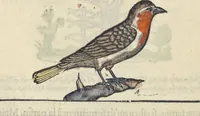 An illustration from L'histoire de la natvre des oyseavx : avec levrs descriptions, & naïfs portraicts retirez du natvrel, escrite en sept livres (1555)