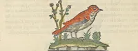 An illustration from L'histoire de la natvre des oyseavx : avec levrs descriptions, & naïfs portraicts retirez du natvrel, escrite en sept livres (1555)