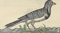 An illustration from L'histoire de la natvre des oyseavx : avec levrs descriptions, & naïfs portraicts retirez du natvrel, escrite en sept livres (1555)