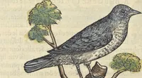 An illustration from L'histoire de la natvre des oyseavx : avec levrs descriptions, & naïfs portraicts retirez du natvrel, escrite en sept livres (1555)