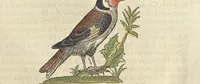 An illustration from L'histoire de la natvre des oyseavx : avec levrs descriptions, & naïfs portraicts retirez du natvrel, escrite en sept livres (1555)