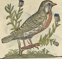 An illustration from L'histoire de la natvre des oyseavx : avec levrs descriptions, & naïfs portraicts retirez du natvrel, escrite en sept livres (1555)