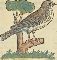 An illustration from L'histoire de la natvre des oyseavx : avec levrs descriptions, & naïfs portraicts retirez du natvrel, escrite en sept livres (1555)