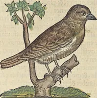 An illustration from L'histoire de la natvre des oyseavx : avec levrs descriptions, & naïfs portraicts retirez du natvrel, escrite en sept livres (1555)
