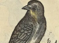 An illustration from L'histoire de la natvre des oyseavx : avec levrs descriptions, & naïfs portraicts retirez du natvrel, escrite en sept livres (1555)