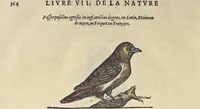 Picture 275 of 291 from L'histoire de la natvre des oyseavx : avec levrs descriptions, & naïfs portraicts retirez du natvrel, escrite en sept livres (1555), leaf 395