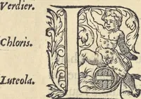 Picture 276 of 291 from L'histoire de la natvre des oyseavx : avec levrs descriptions, & naïfs portraicts retirez du natvrel, escrite en sept livres (1555), leaf 395