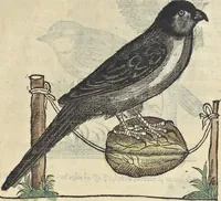 An illustration from L'histoire de la natvre des oyseavx : avec levrs descriptions, & naïfs portraicts retirez du natvrel, escrite en sept livres (1555)