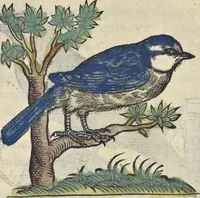 An illustration from L'histoire de la natvre des oyseavx : avec levrs descriptions, & naïfs portraicts retirez du natvrel, escrite en sept livres (1555)