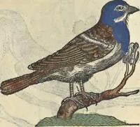 An illustration from L'histoire de la natvre des oyseavx : avec levrs descriptions, & naïfs portraicts retirez du natvrel, escrite en sept livres (1555)