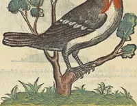 An illustration from L'histoire de la natvre des oyseavx : avec levrs descriptions, & naïfs portraicts retirez du natvrel, escrite en sept livres (1555)