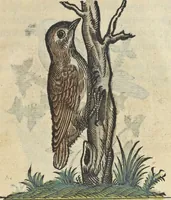 An illustration from L'histoire de la natvre des oyseavx : avec levrs descriptions, & naïfs portraicts retirez du natvrel, escrite en sept livres (1555)