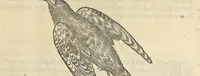 An illustration from L'histoire de la natvre des oyseavx : avec levrs descriptions, & naïfs portraicts retirez du natvrel, escrite en sept livres (1555)