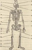 An illustration from L'histoire de la natvre des oyseavx : avec levrs descriptions, & naïfs portraicts retirez du natvrel, escrite en sept livres (1555)