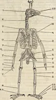 An illustration from L'histoire de la natvre des oyseavx : avec levrs descriptions, & naïfs portraicts retirez du natvrel, escrite en sept livres (1555)