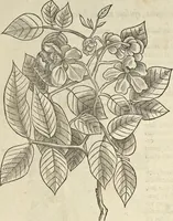 An illustration from Historia naturalis Brasiliae, : auspicio et beneficio illustriss. I. Mauritii Com. Nassau ... adornata : in qua non tantum plantæ et animalia, sed et indigenarum morbi, ingenia et mores describuntur et iconibus supra quingentas illustrantur (1648)