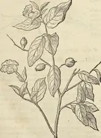 An illustration from Historia naturalis Brasiliae, : auspicio et beneficio illustriss. I. Mauritii Com. Nassau ... adornata : in qua non tantum plantæ et animalia, sed et indigenarum morbi, ingenia et mores describuntur et iconibus supra quingentas illustrantur (1648)