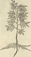 An illustration from Historia naturalis Brasiliae, : auspicio et beneficio illustriss. I. Mauritii Com. Nassau ... adornata : in qua non tantum plantæ et animalia, sed et indigenarum morbi, ingenia et mores describuntur et iconibus supra quingentas illustrantur (1648)