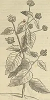 An illustration from Historia naturalis Brasiliae, : auspicio et beneficio illustriss. I. Mauritii Com. Nassau ... adornata : in qua non tantum plantæ et animalia, sed et indigenarum morbi, ingenia et mores describuntur et iconibus supra quingentas illustrantur (1648)
