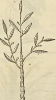 An illustration from Historia naturalis Brasiliae, : auspicio et beneficio illustriss. I. Mauritii Com. Nassau ... adornata : in qua non tantum plantæ et animalia, sed et indigenarum morbi, ingenia et mores describuntur et iconibus supra quingentas illustrantur (1648)