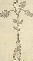 An illustration from Historia naturalis Brasiliae, : auspicio et beneficio illustriss. I. Mauritii Com. Nassau ... adornata : in qua non tantum plantæ et animalia, sed et indigenarum morbi, ingenia et mores describuntur et iconibus supra quingentas illustrantur (1648)