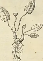 An illustration from Historia naturalis Brasiliae, : auspicio et beneficio illustriss. I. Mauritii Com. Nassau ... adornata : in qua non tantum plantæ et animalia, sed et indigenarum morbi, ingenia et mores describuntur et iconibus supra quingentas illustrantur (1648)
