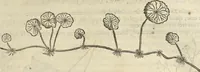 An illustration from Historia naturalis Brasiliae, : auspicio et beneficio illustriss. I. Mauritii Com. Nassau ... adornata : in qua non tantum plantæ et animalia, sed et indigenarum morbi, ingenia et mores describuntur et iconibus supra quingentas illustrantur (1648)