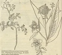 An illustration from Historia naturalis Brasiliae, : auspicio et beneficio illustriss. I. Mauritii Com. Nassau ... adornata : in qua non tantum plantæ et animalia, sed et indigenarum morbi, ingenia et mores describuntur et iconibus supra quingentas illustrantur (1648)