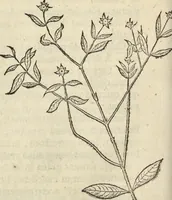 An illustration from Historia naturalis Brasiliae, : auspicio et beneficio illustriss. I. Mauritii Com. Nassau ... adornata : in qua non tantum plantæ et animalia, sed et indigenarum morbi, ingenia et mores describuntur et iconibus supra quingentas illustrantur (1648)