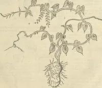 An illustration from Historia naturalis Brasiliae, : auspicio et beneficio illustriss. I. Mauritii Com. Nassau ... adornata : in qua non tantum plantæ et animalia, sed et indigenarum morbi, ingenia et mores describuntur et iconibus supra quingentas illustrantur (1648)
