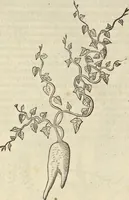 An illustration from Historia naturalis Brasiliae, : auspicio et beneficio illustriss. I. Mauritii Com. Nassau ... adornata : in qua non tantum plantæ et animalia, sed et indigenarum morbi, ingenia et mores describuntur et iconibus supra quingentas illustrantur (1648)