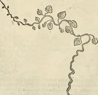 An illustration from Historia naturalis Brasiliae, : auspicio et beneficio illustriss. I. Mauritii Com. Nassau ... adornata : in qua non tantum plantæ et animalia, sed et indigenarum morbi, ingenia et mores describuntur et iconibus supra quingentas illustrantur (1648)