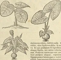 An illustration from Historia naturalis Brasiliae, : auspicio et beneficio illustriss. I. Mauritii Com. Nassau ... adornata : in qua non tantum plantæ et animalia, sed et indigenarum morbi, ingenia et mores describuntur et iconibus supra quingentas illustrantur (1648)