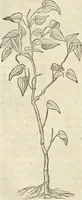 An illustration from Historia naturalis Brasiliae, : auspicio et beneficio illustriss. I. Mauritii Com. Nassau ... adornata : in qua non tantum plantæ et animalia, sed et indigenarum morbi, ingenia et mores describuntur et iconibus supra quingentas illustrantur (1648)