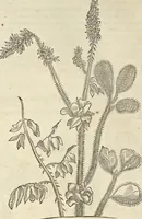 An illustration from Historia naturalis Brasiliae, : auspicio et beneficio illustriss. I. Mauritii Com. Nassau ... adornata : in qua non tantum plantæ et animalia, sed et indigenarum morbi, ingenia et mores describuntur et iconibus supra quingentas illustrantur (1648)