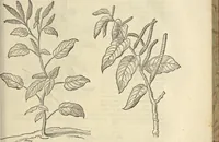 An illustration from Historia naturalis Brasiliae, : auspicio et beneficio illustriss. I. Mauritii Com. Nassau ... adornata : in qua non tantum plantæ et animalia, sed et indigenarum morbi, ingenia et mores describuntur et iconibus supra quingentas illustrantur (1648)