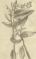 An illustration from Historia naturalis Brasiliae, : auspicio et beneficio illustriss. I. Mauritii Com. Nassau ... adornata : in qua non tantum plantæ et animalia, sed et indigenarum morbi, ingenia et mores describuntur et iconibus supra quingentas illustrantur (1648)