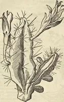 An illustration from Historia naturalis Brasiliae, : auspicio et beneficio illustriss. I. Mauritii Com. Nassau ... adornata : in qua non tantum plantæ et animalia, sed et indigenarum morbi, ingenia et mores describuntur et iconibus supra quingentas illustrantur (1648)
