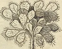 An illustration from Historia naturalis Brasiliae, : auspicio et beneficio illustriss. I. Mauritii Com. Nassau ... adornata : in qua non tantum plantæ et animalia, sed et indigenarum morbi, ingenia et mores describuntur et iconibus supra quingentas illustrantur (1648)