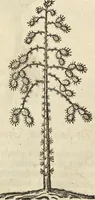 An illustration from Historia naturalis Brasiliae, : auspicio et beneficio illustriss. I. Mauritii Com. Nassau ... adornata : in qua non tantum plantæ et animalia, sed et indigenarum morbi, ingenia et mores describuntur et iconibus supra quingentas illustrantur (1648)