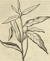 An illustration from Historia naturalis Brasiliae, : auspicio et beneficio illustriss. I. Mauritii Com. Nassau ... adornata : in qua non tantum plantæ et animalia, sed et indigenarum morbi, ingenia et mores describuntur et iconibus supra quingentas illustrantur (1648)